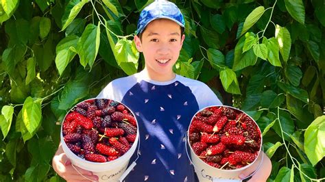 mulberry picking near me farms.